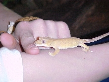 Lechie