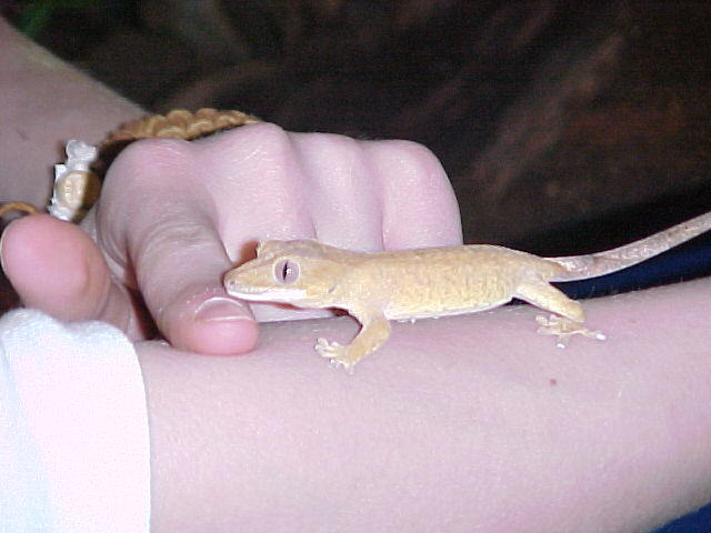 Lechie
