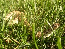 my hognose snake