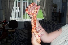 pics of corn snake
