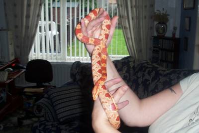 pics of corn snake