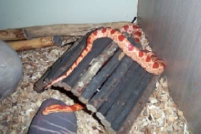 my corn snake