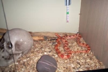 my corn snake