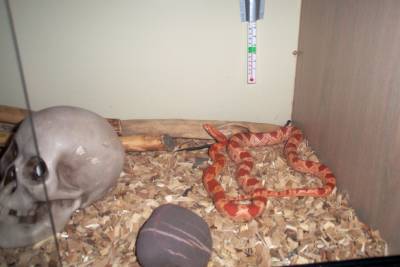 my corn snake