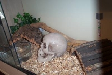 corn snake set up