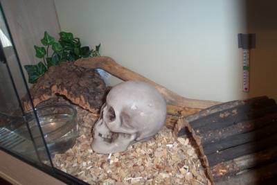 corn snake set up