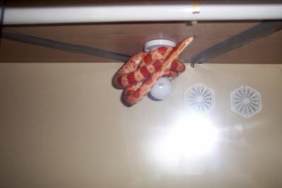 corn snake light