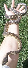 Bredli