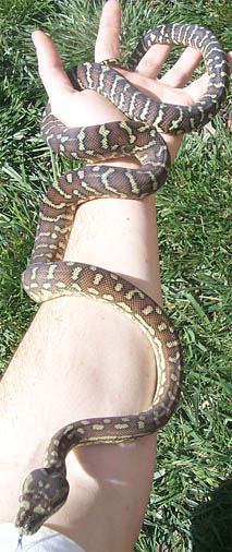 Bredli