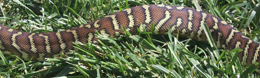 Bredli