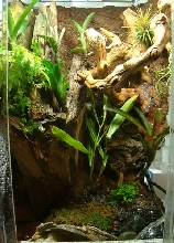 15gal Viv-full view