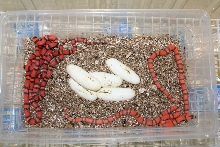 Honduran clutch