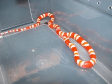 Female Albino Honduran