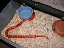 Female Hypo