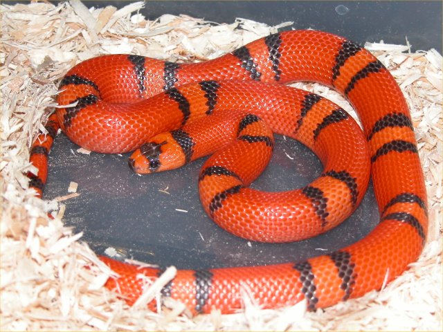 Hypomelanistic Honduran