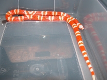 Male Albino Honduran