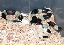 Oreo Pueblan