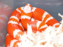 Tangerine Albino Honduran