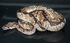Axanthic Clown F