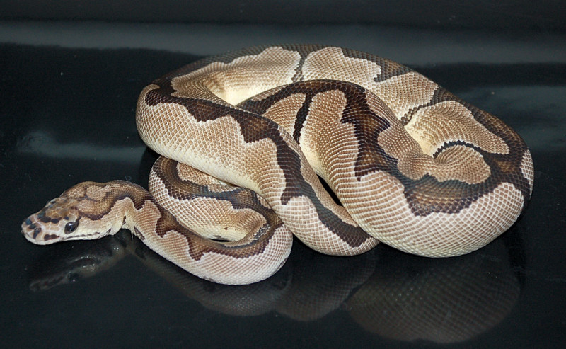 Axanthic Clown F