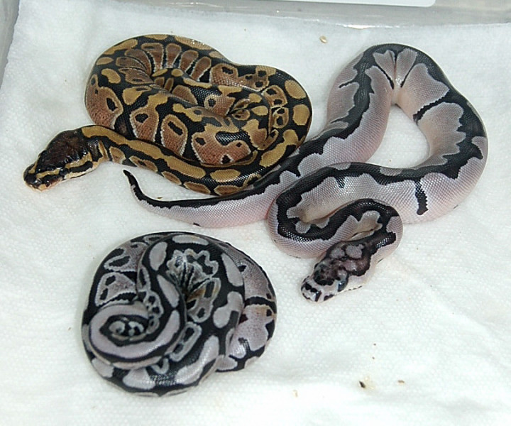 08 Axanthic Clown