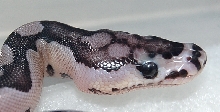 08 Axanthic Clown