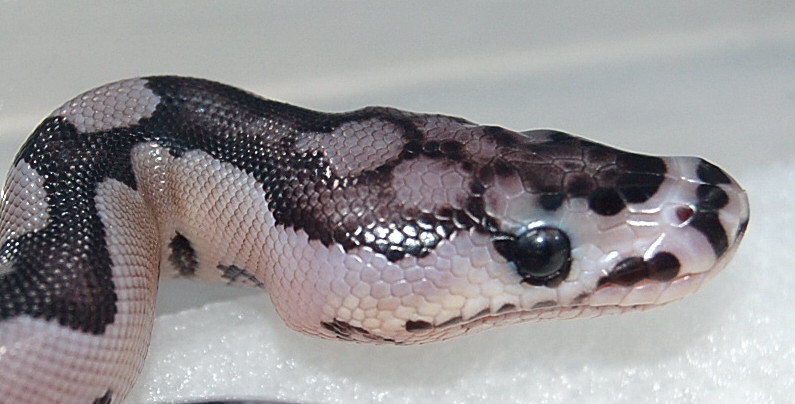 08 Axanthic Clown