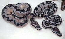 08 Axanthic Clown