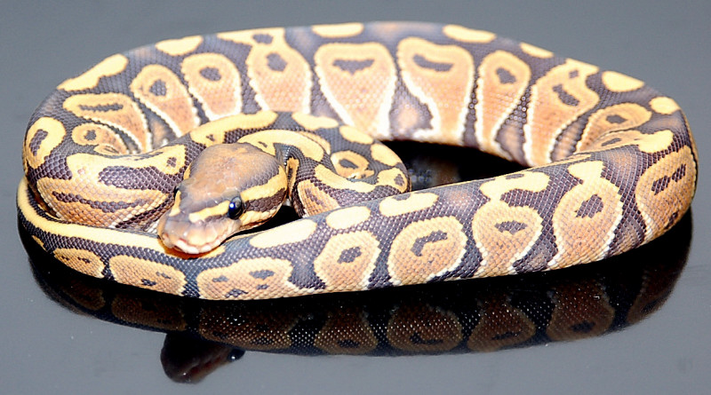 Hypo Female
