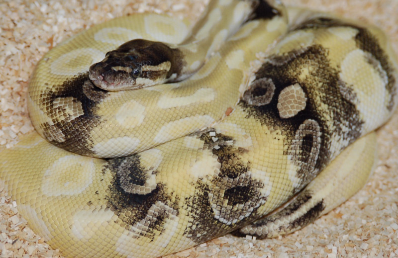 Parodox Crystal Female