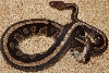 Unproven africa male