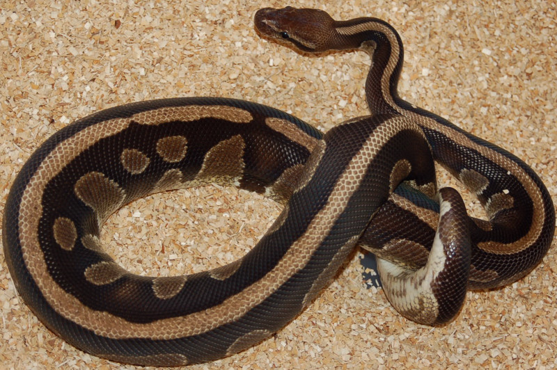 Unproven africa male