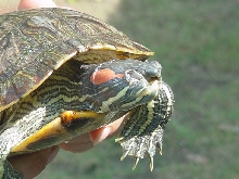 Unknown turtle