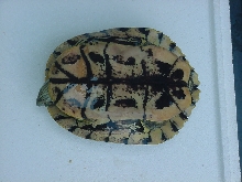 Unknown turtle