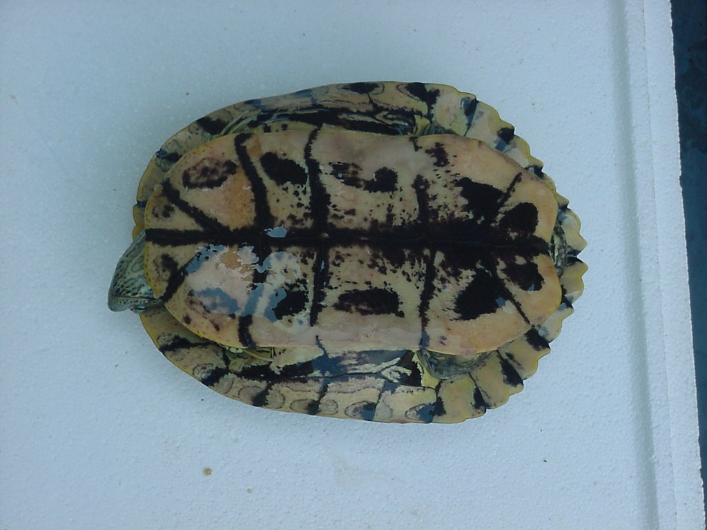 Unknown turtle