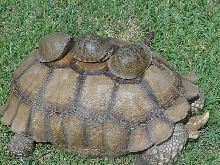Four Turtlelific Tortioses
