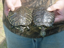 Cooter with Slider Hybrid