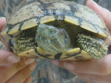 Unknown turtle