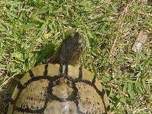 Unknown turtle