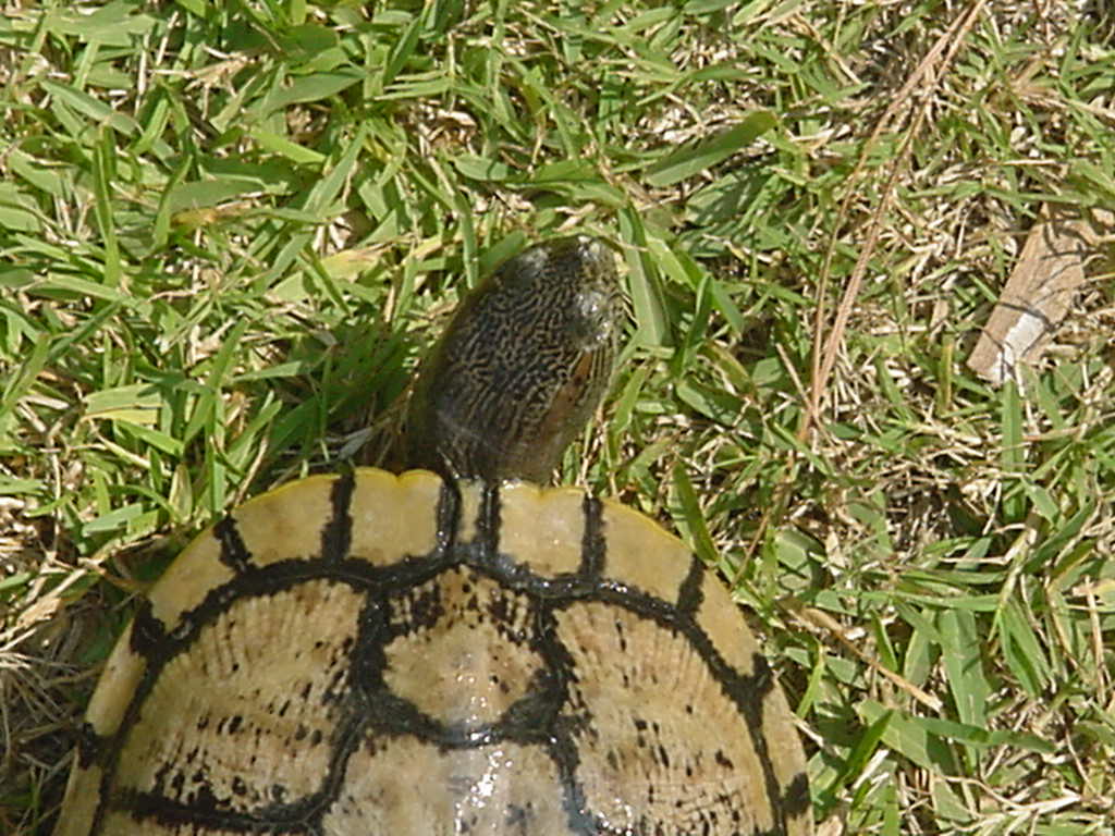 Unknown turtle