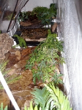 Megophrys setup interior