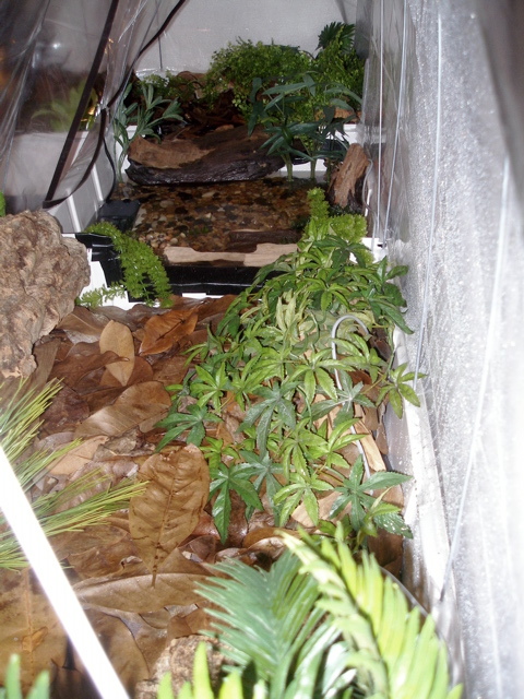 Megophrys setup interior