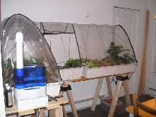 Megophrys nasuta setup