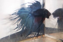 Ali, my CrownTail Betta