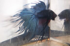 Ali, my CrownTail Betta