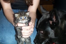 Maddie at 6 weeks