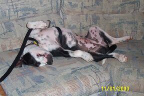 Snoozing