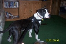 Lilli looking