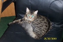 Relaxing on the computer chair