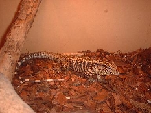My Gold Tegu (male)